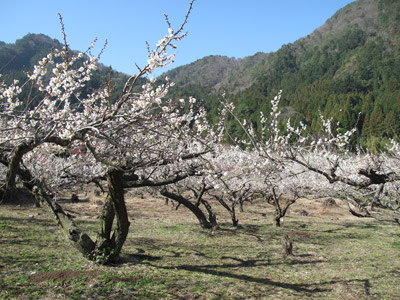 ume_20130317s