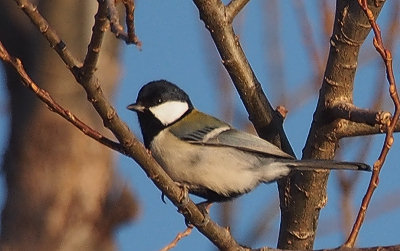 20130108e.jpg