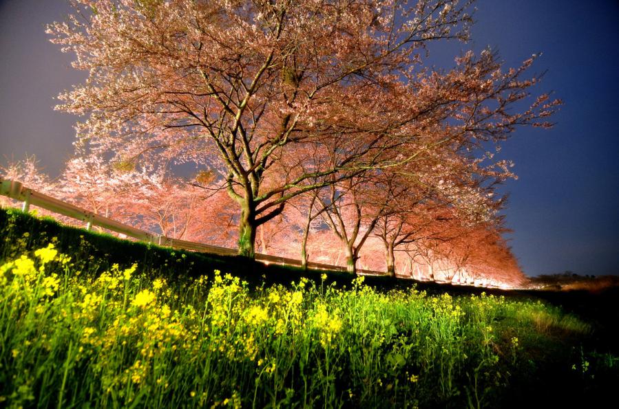 桜4.25 006-2ss