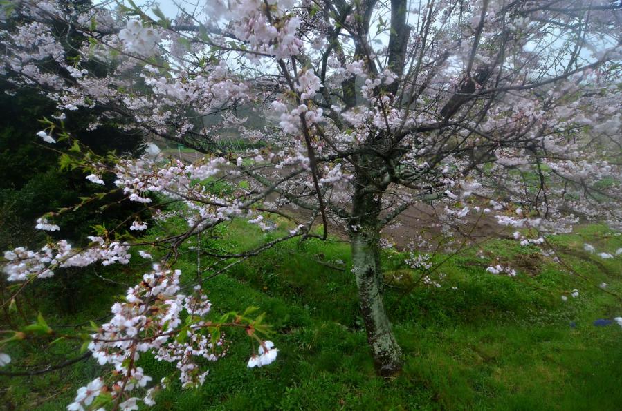 家の前の桜