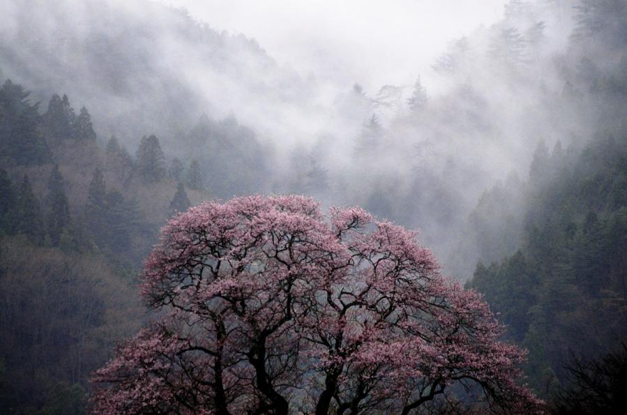 霧沸き立つ