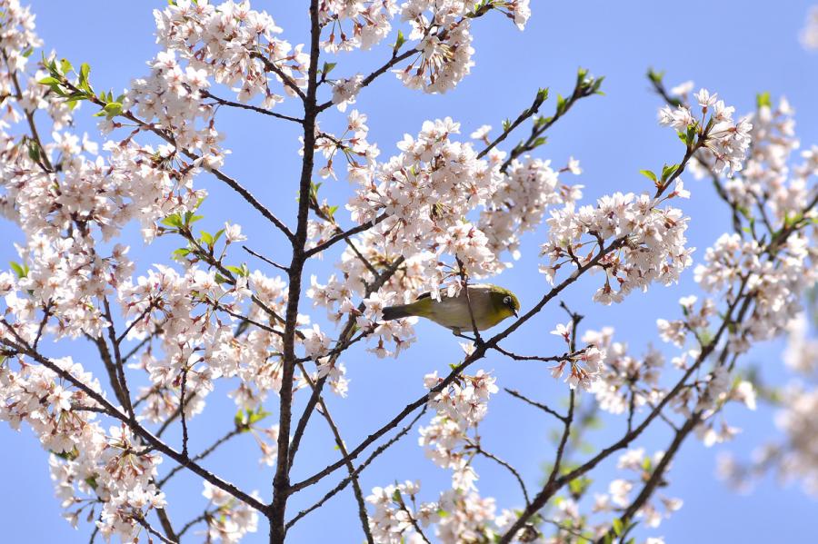 種まき桜4.28 367-2s