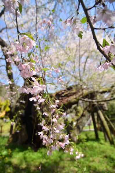 種まき桜4.28 337s