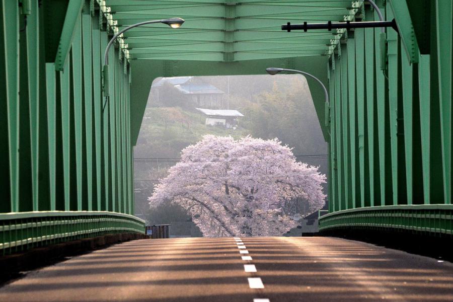 はしの桜