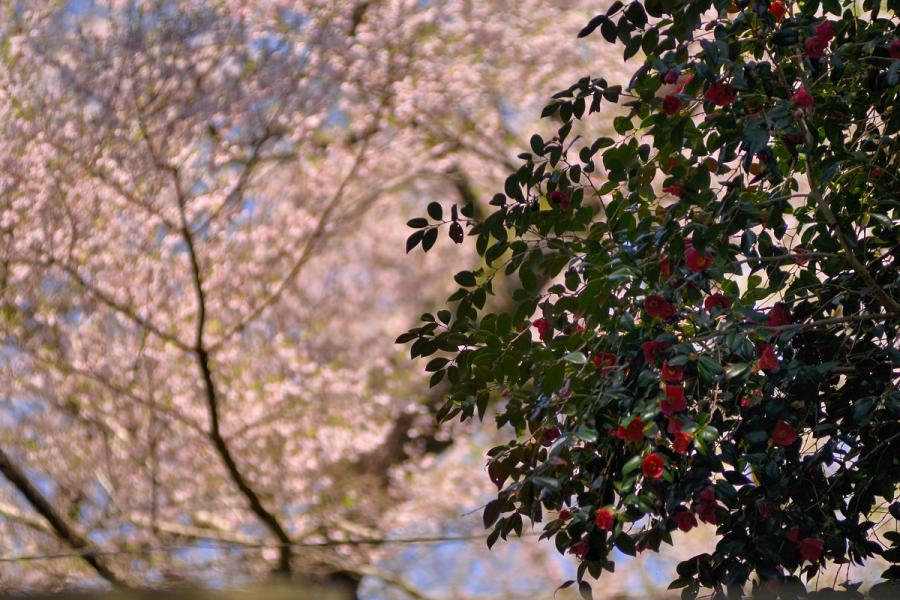 種まき桜4.28 183-2s