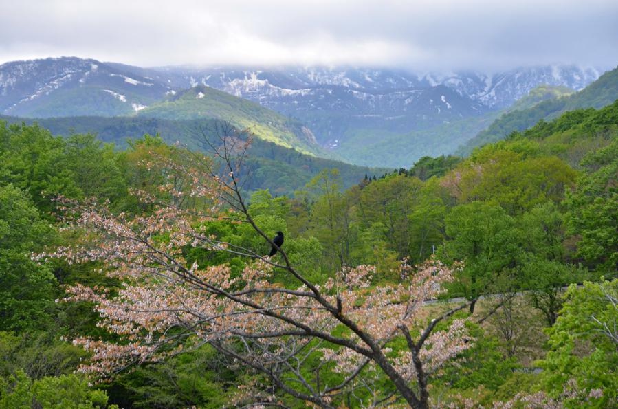 山桜