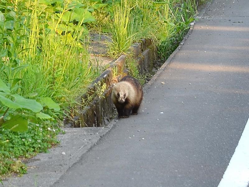 大地森6.2 001-2アナグマs