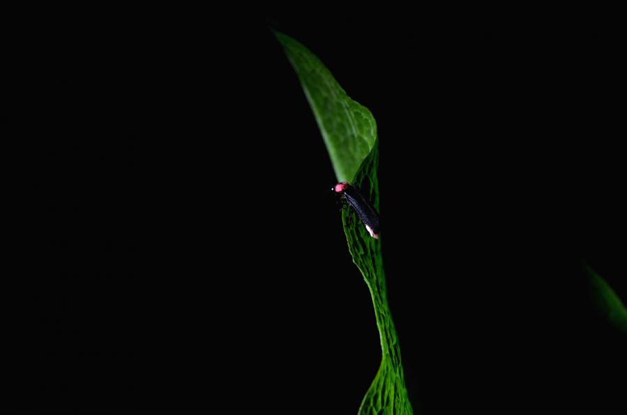 鱒淵7.2 178-2s