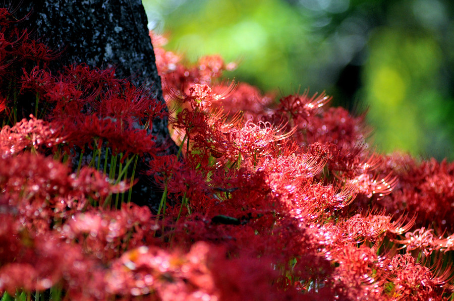 羽黒公園0926 147-2-s