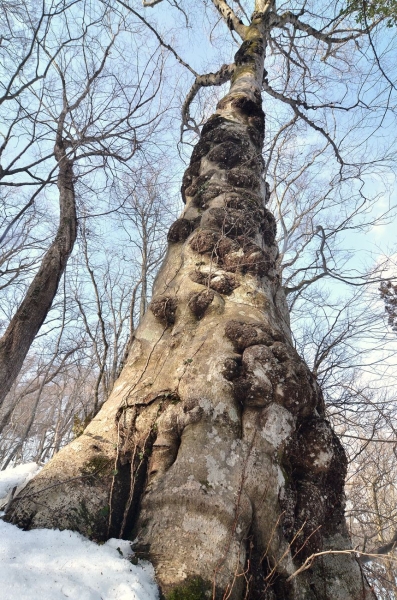 自鏡山 592s