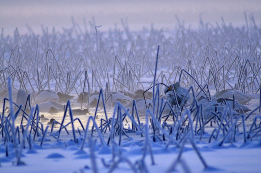 -20℃の朝 071s