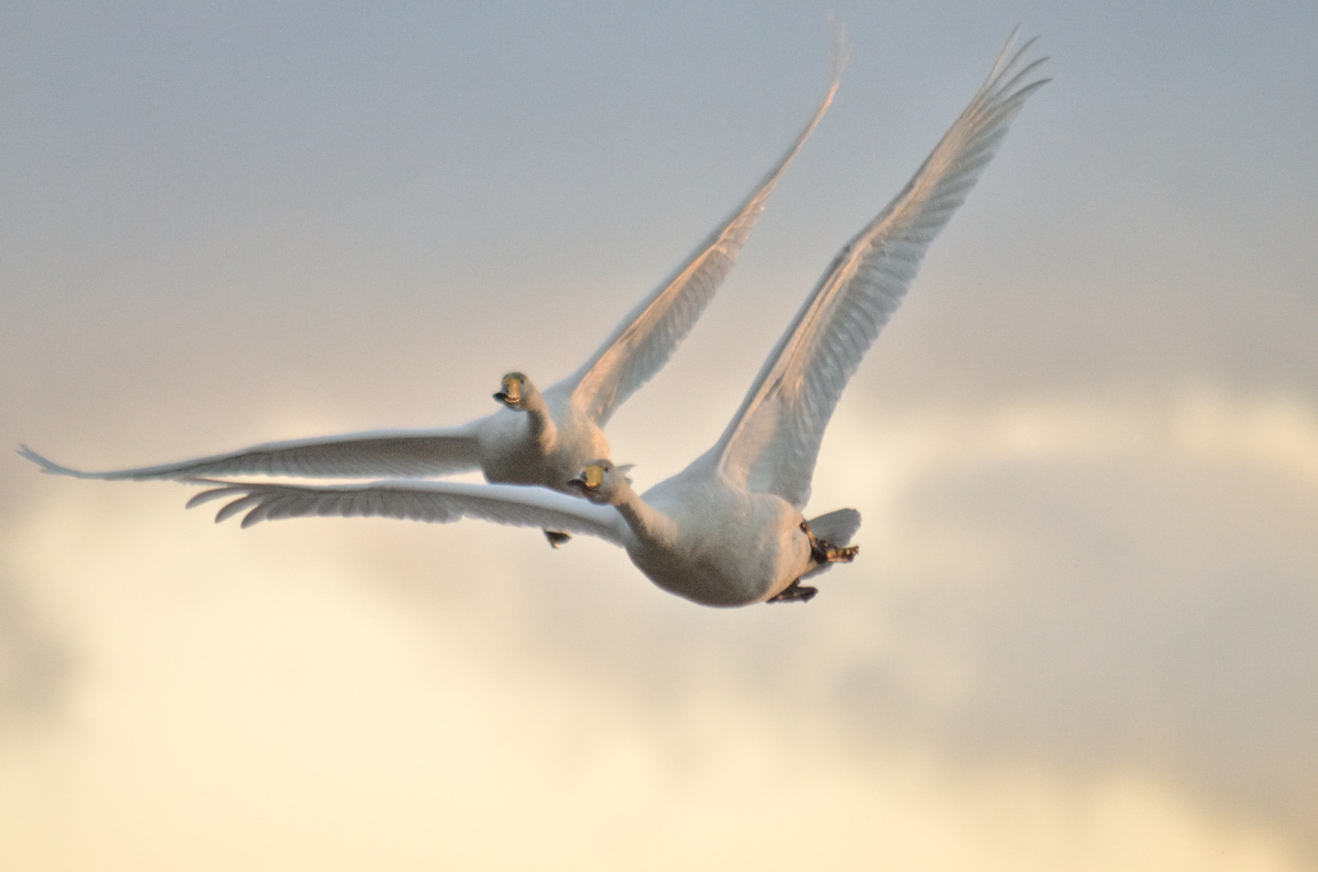 白鳥の話 中勘助 鳥の物語 星と写真の部屋