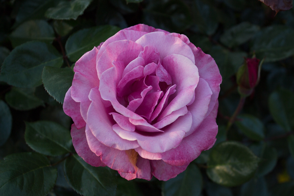 new-1125.jpg