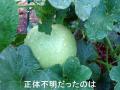 4DSC07388mm.jpg