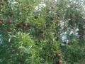 4DSC08775.jpg