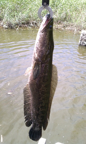 IMAG1108.jpg