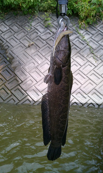 IMAG1109.jpg