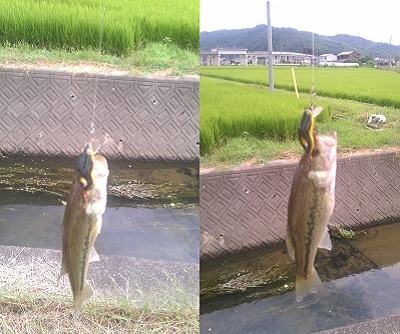 IMAG1168.jpg