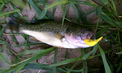 IMAG1259.jpg