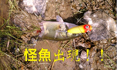 IMAG1419-2.jpg
