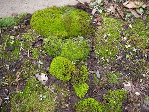 kiirosunagoke (2)