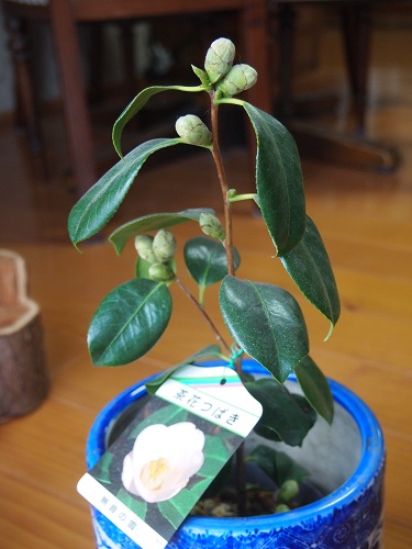 tubakinotubomi