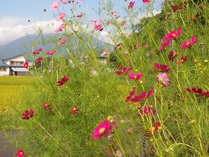 akinokosumosu.jpg