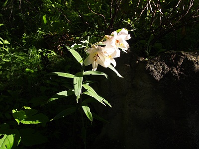 asahitosasayuri.jpg