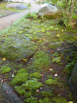 binokokeniwa.jpg