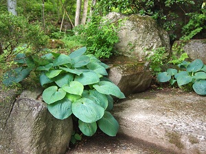 gibosi10.jpg