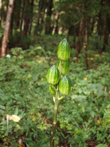 hatenanotane.jpg