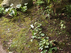 iyasinokokeniwa3.jpg