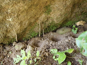 kakkosann.jpg