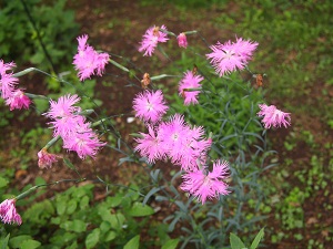 kawaranadesiko2.jpg