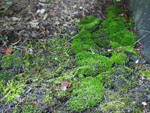 kokeniwa1.jpg