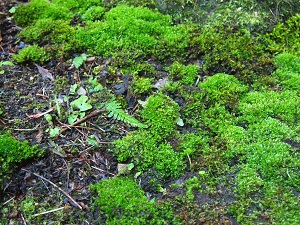 kokeniwa3.jpg