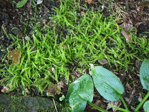 kokeniwa5.jpg