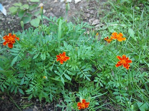 marigo-rudo5.jpg