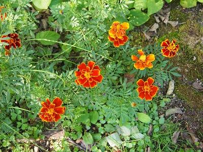 marigo-rudonotane.jpg
