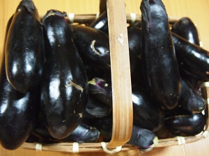 nasutati.jpg