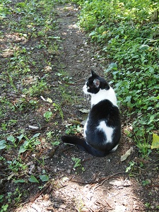 nekotonnbo2.jpg