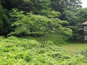 nemunoki3.jpg