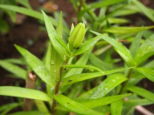 oniyuritubomi.jpg