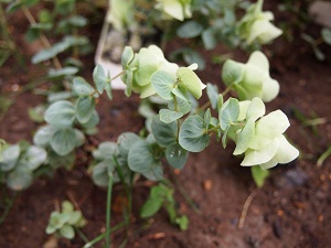 oregano2.jpg