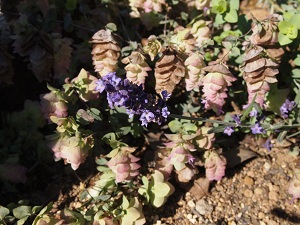 oregano5.jpg