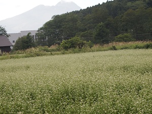sobahatake.jpg