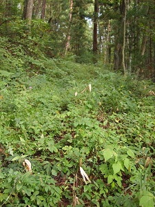 tigoyurinomiti.jpg