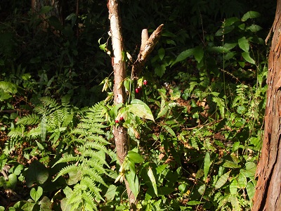 tururinndou2.jpg