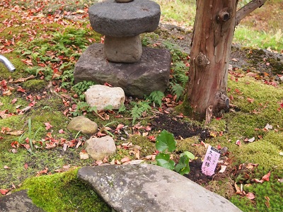 tuwabuki.jpg