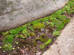 ugonokoke2.jpg